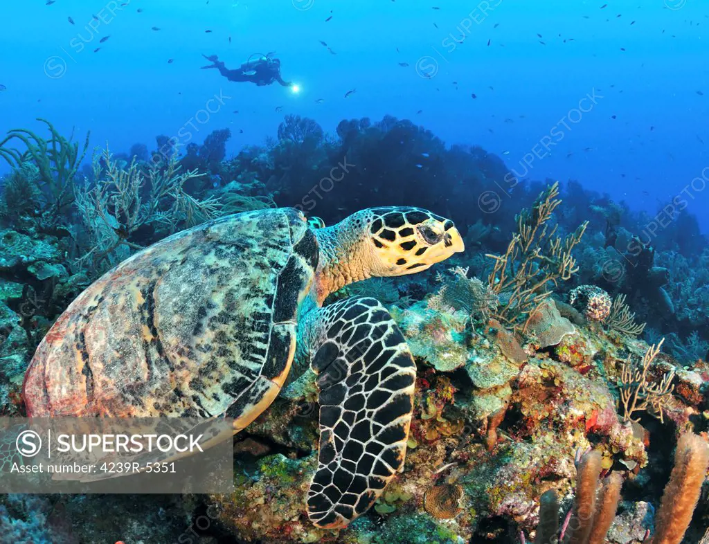 A Hawksbill Turtle swims along a caribbean reef with diver in background.