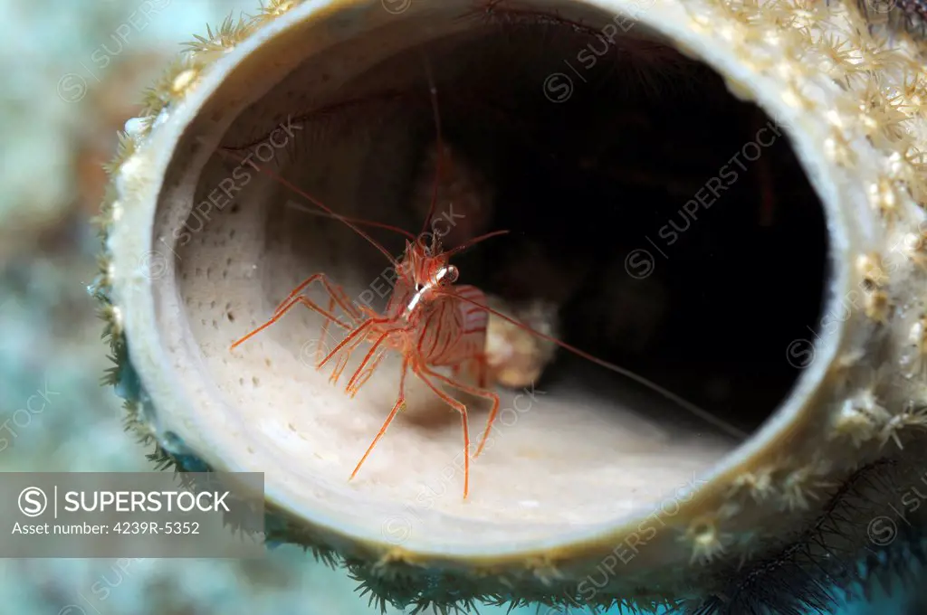 Small peppermint shrimp inside of tube sponge in Caribbean.