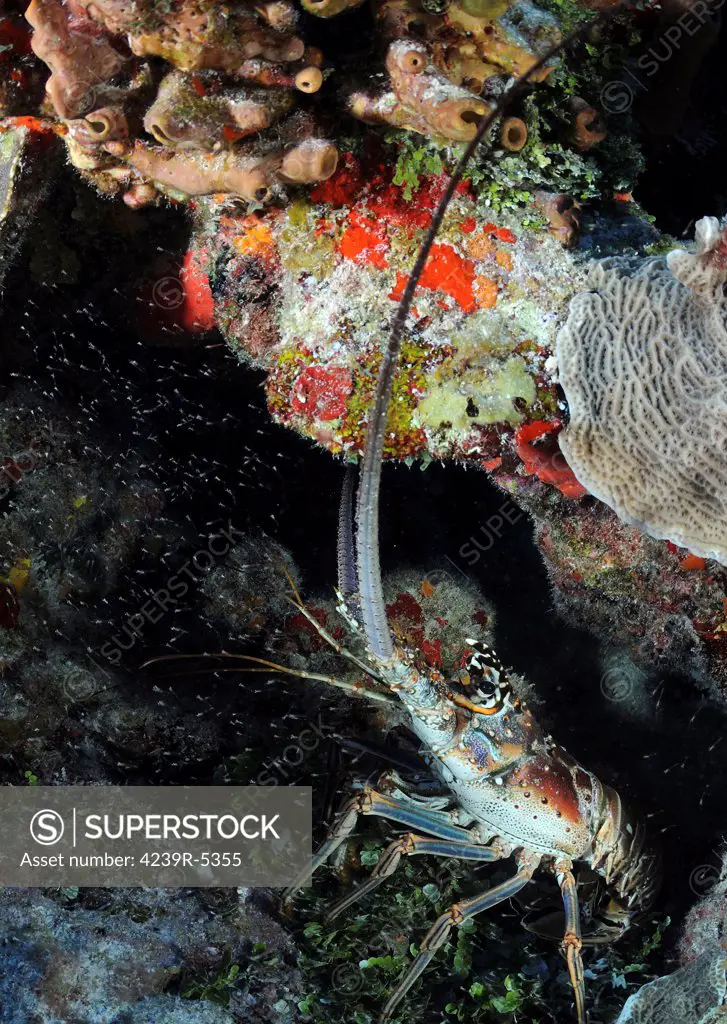 Caribbean Spiny Lobster on Caribbean reef.