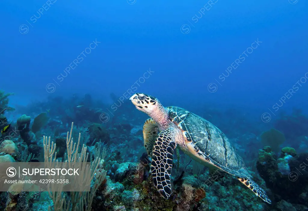 Hawksbill Turtle on caribbean reef.