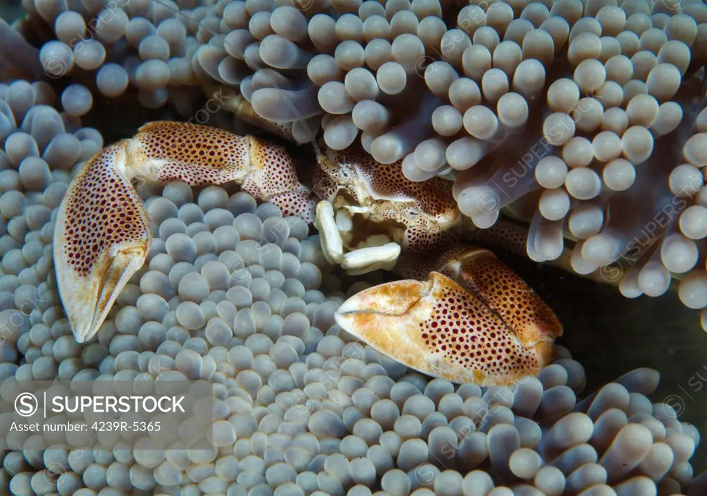Red-spotted Neopetrolisthes porcelain crab hiding in grey anemone, Lembeh Strait, North Sulawesi, Indonesia.