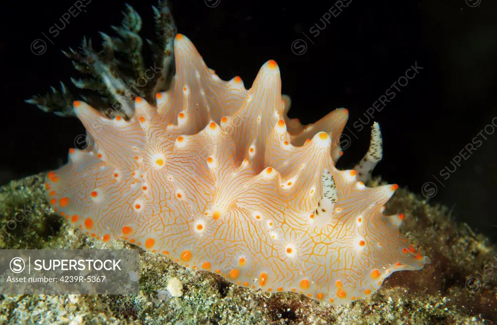 Halgerda batangas orange spotted nudibranch, Lembeh Strait, North Sulawesi, Indonesia.