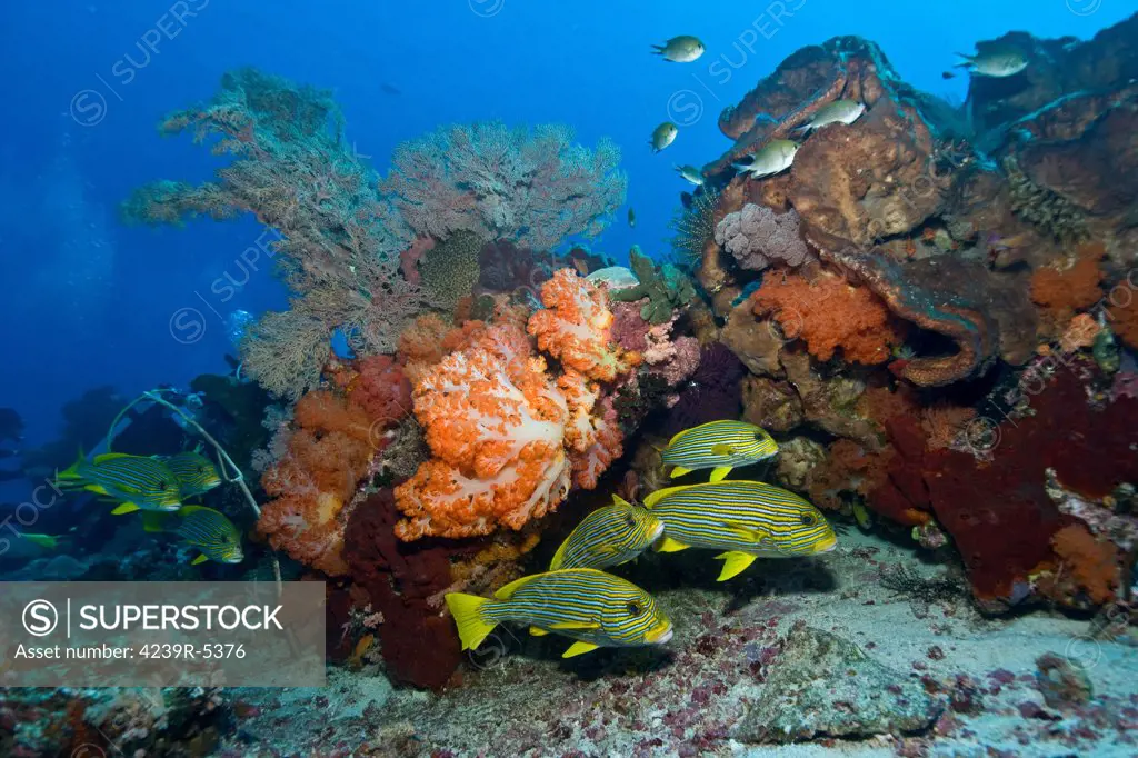 Orange soft coral, yellow gorgonian sea fan and yellow and blue striped sweeltip fish, Komodo, Indonesia.