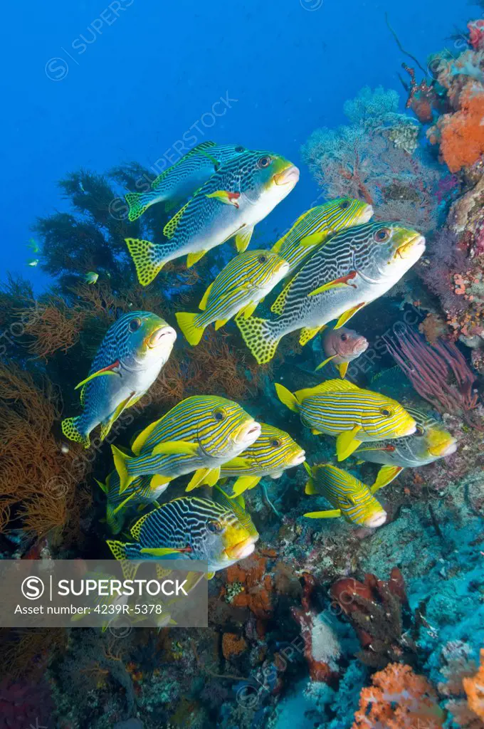 Yellow black coral bush and yellow and blue striped sweeltip fish, Komodo, Indonesia.