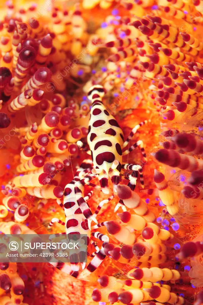 Pair of coleman shrimp on a red and yellow fire urchin, Bali, Indonesia.