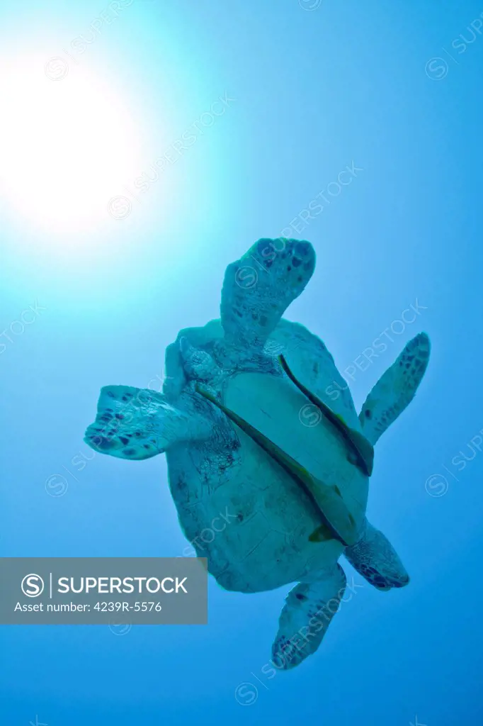 A Black Sea Turtle (Chelonia mydas agassizi) swims with two Remoras attached under its shell in the clear South Pacific ocean off the coast of Tavarua Island, Fiji.