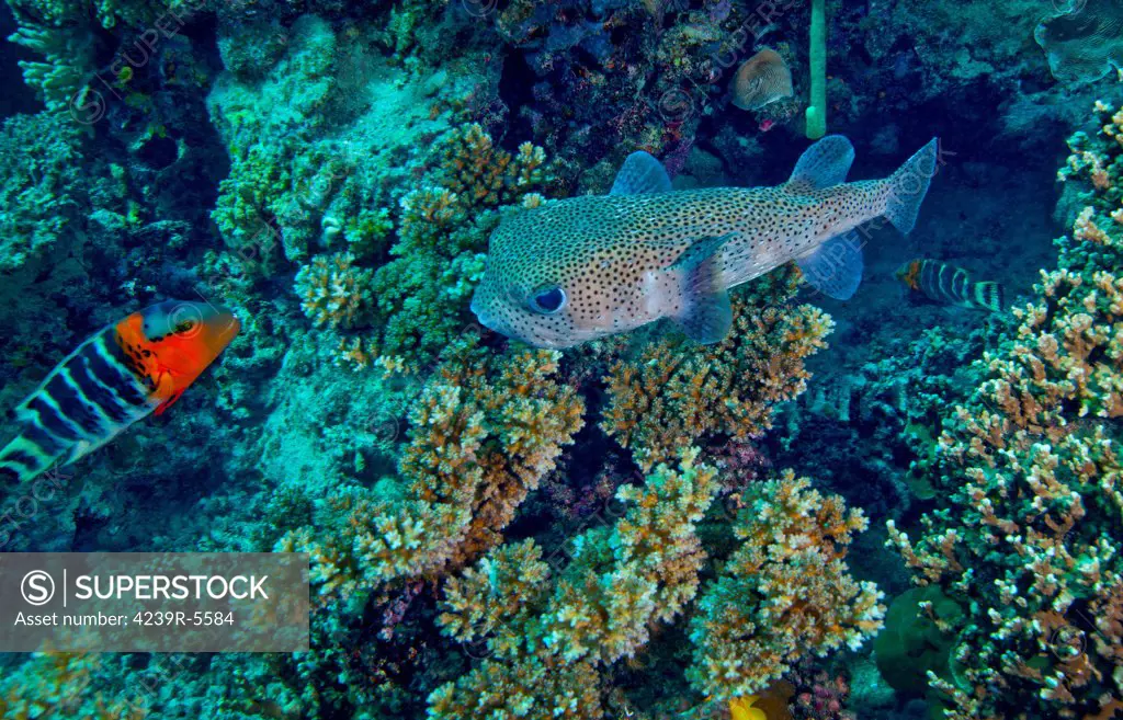 A large Porcupinefish meets with a Redbreasted Wrasse (Cheilinus fasciatus) on a coral reef in the South Pacific ocean near Tavarua Island off the coast of Viti Levu, Fiji.