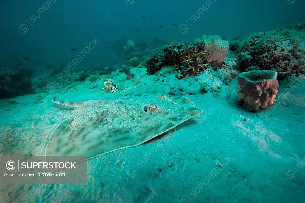 A Southern Stingray (Dasyatis americana) rests on the sandy bottom of a reef at 90 feet deep in Gulf waters eight miles off the coast of Panama City, Florida.