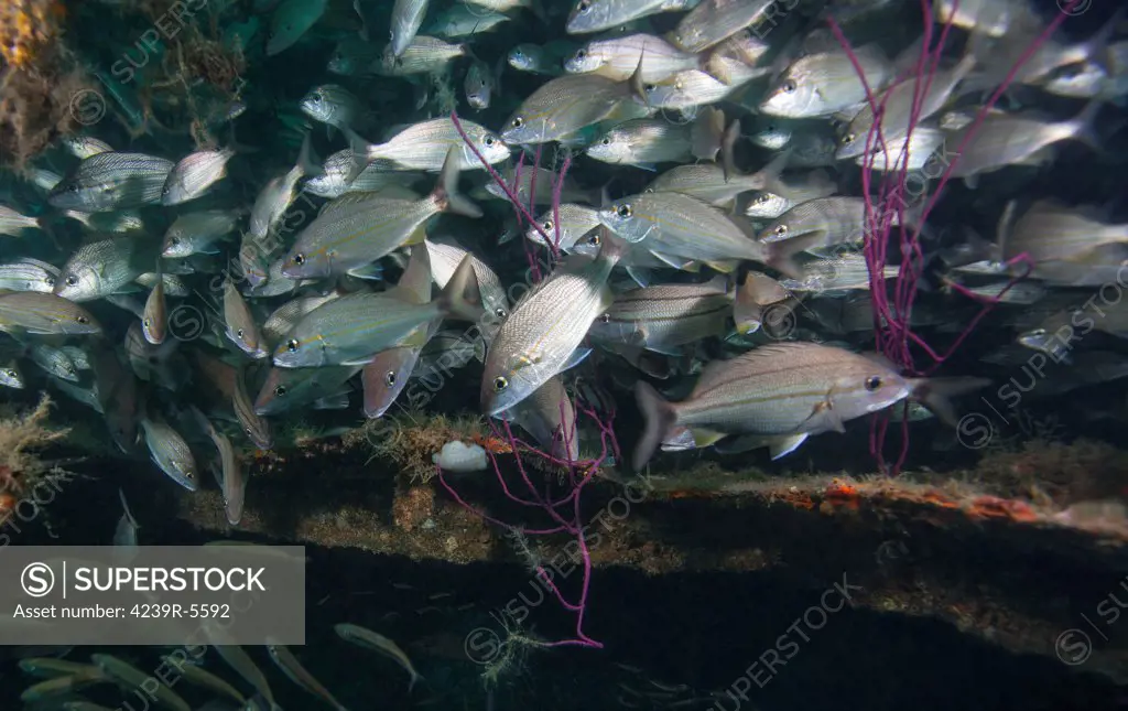 A large school of Tomtate overcrowd into a small space deep inside the shipwreck Liberty in 90 feet deep of Gulf waters off the coast of Panama City Beach, Florida.