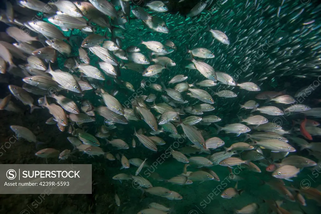 A school of Tomtate (Haemulon aurolineatum) and a school of Glass Minnows (Anchoa mitchilli) compete for space inside the tight confines of the shipwreck Liberty 85 feet deep in Gulf waters eight miles off the coast of Panama City Beach, Florida.