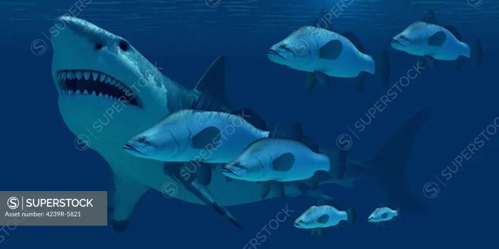 A school of fish encounter a monstrous Megalodon shark.