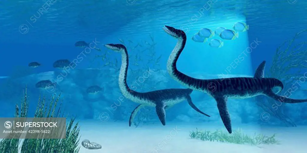 Plesiosaurus dinosaurs swimming the Jurassic seas.