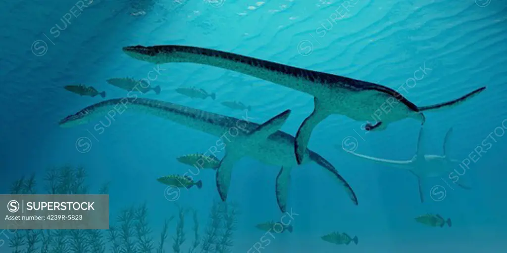 Three Plesiosaurus dinosaurs migrate with a school of fish.