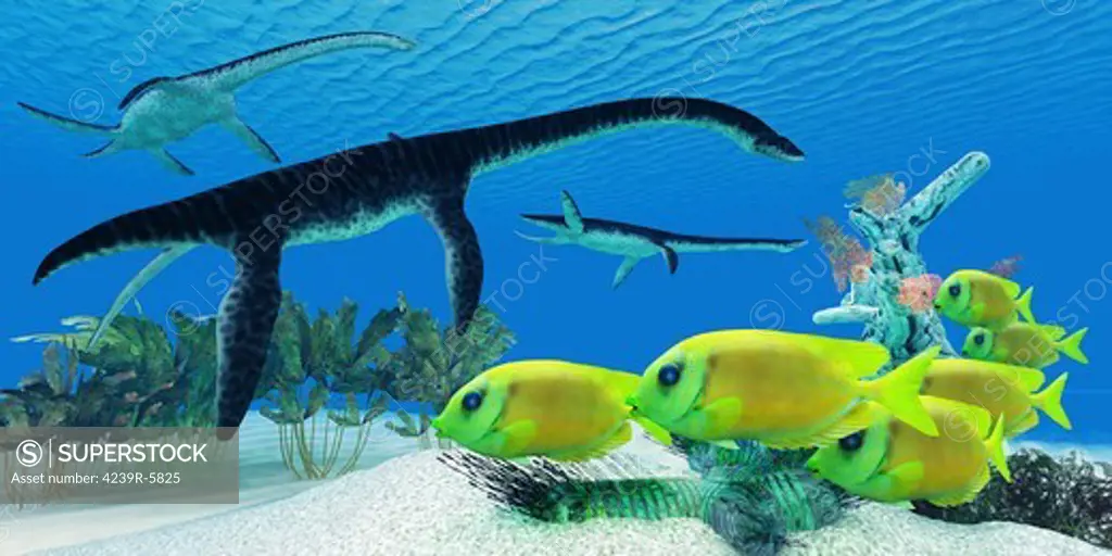 A school of Lemonpeel Angelfish swim by Plesiosaurus dinosaurs.