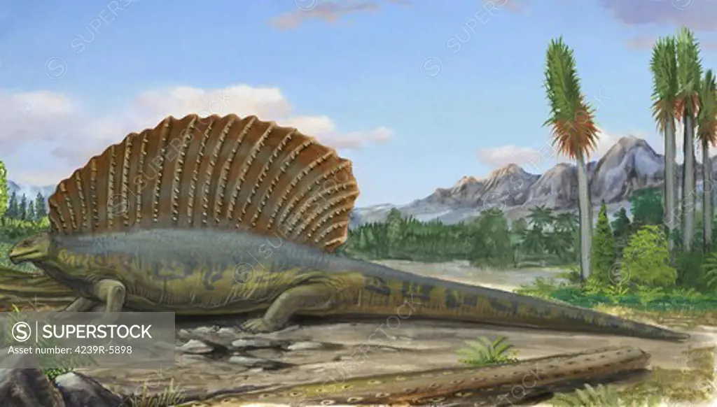 Edaphosaurus pogonias, a prehistoric animal from the Paleozoic Era.