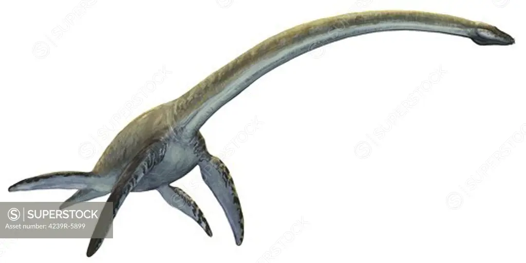 Elasmosaurus platyurus, a prehistoric dinosaur.