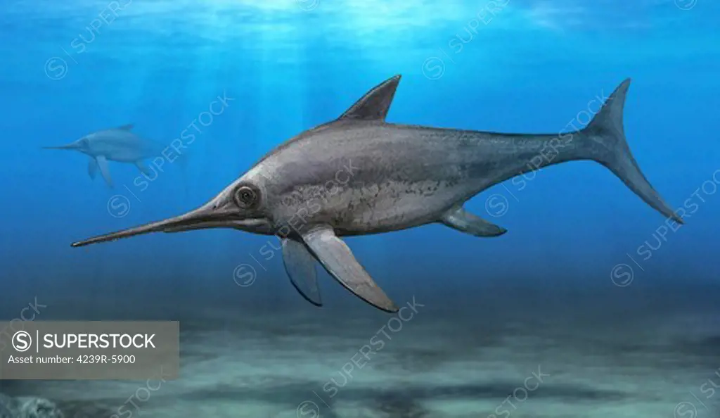 Eurhinosaurus longirostris swimming in prehistoric waters.