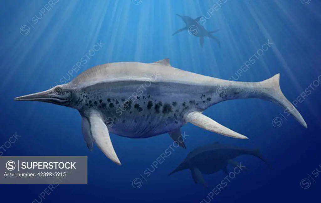 Shonisaurus popularis swimming in prehistoric waters.