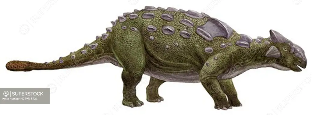 Ankylosaurus magniventris, a prehistoric era dinosaur.