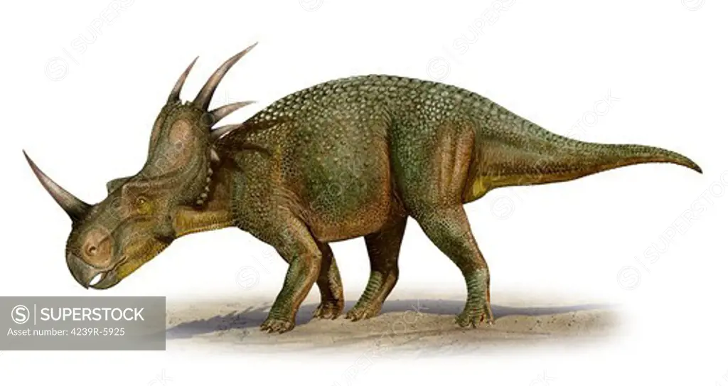 Styracosaurus albertensis, a prehistoric era dinosaur.