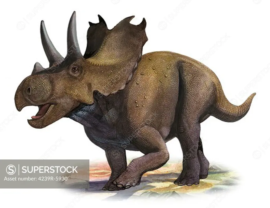 Agujaceratops mariscalensis, a prehistoric era dinosaur.