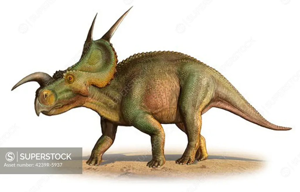 Einiosaurus procurvicornis, a prehistoric era.