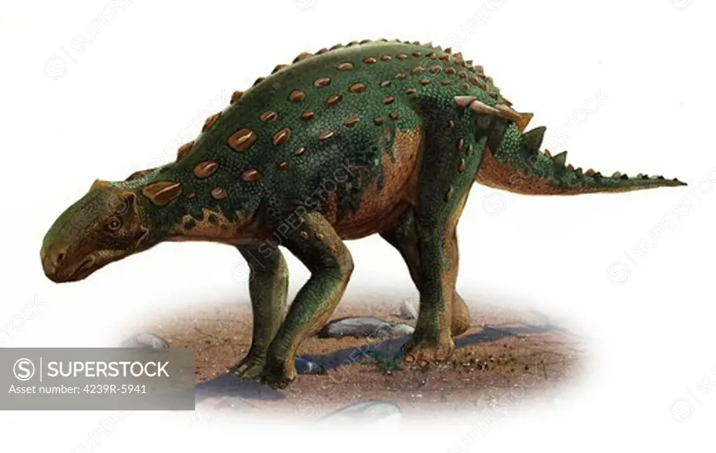 Minmi paravertebra, a prehistoric era dinosaur.