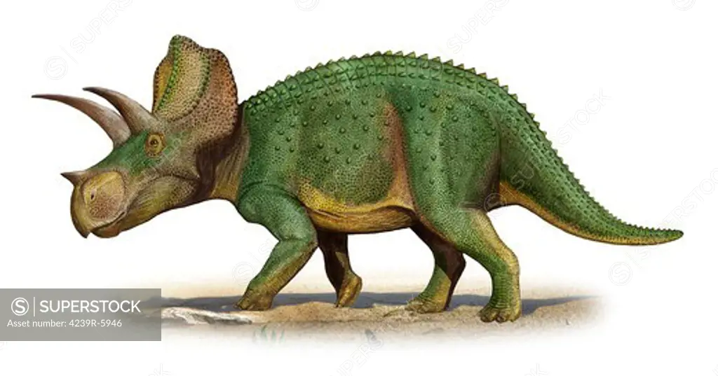 Ojoceratops fowleri, a prehistoric era dinosaur.