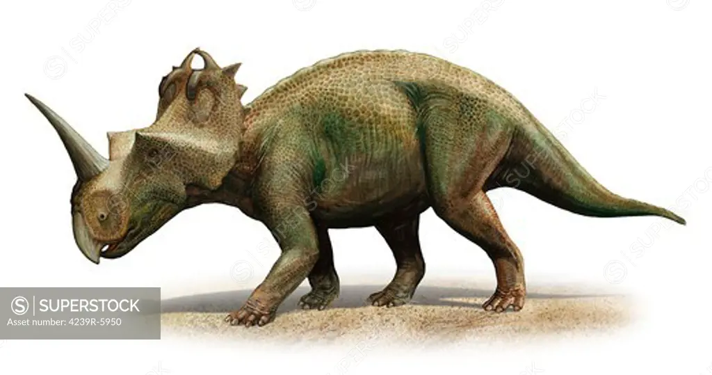 Centrosaurus apertus, a prehistoric era dinosaur.