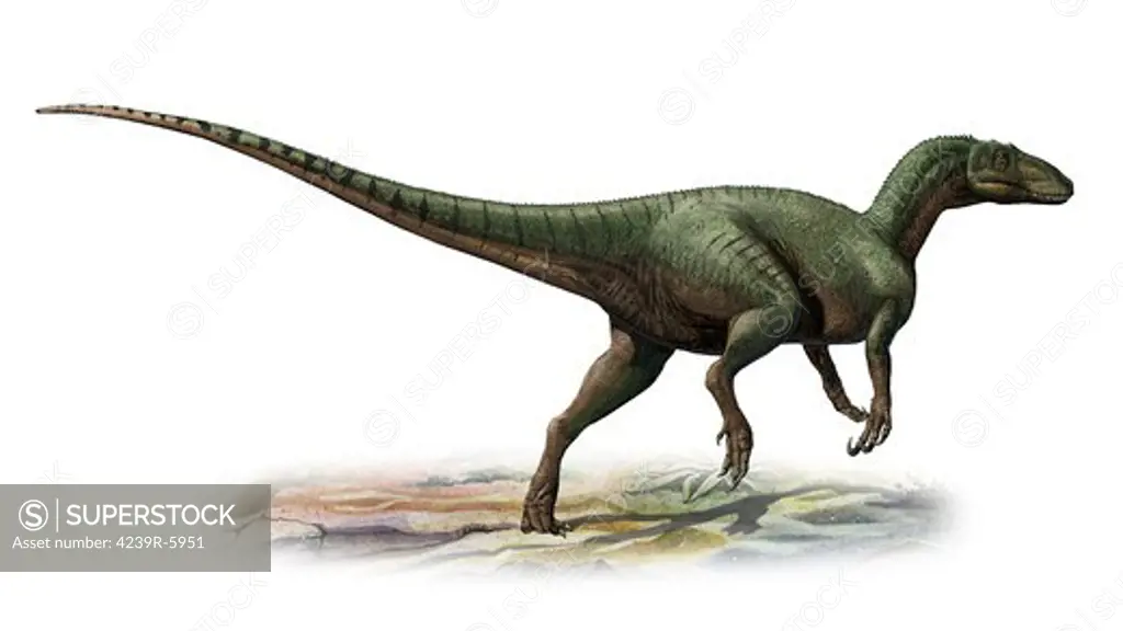 Australovenator wintonensis, a prehistoric era dinosaur.