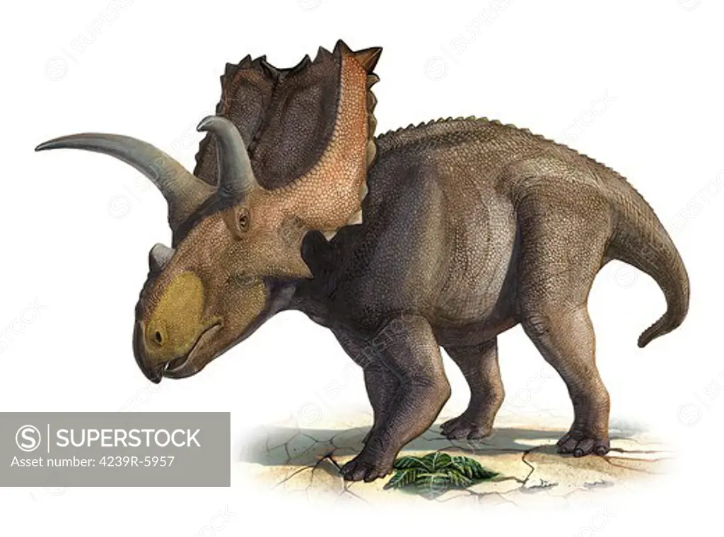 Coahuilaceratops magnacuerna, a prehistoric era dinosaur.