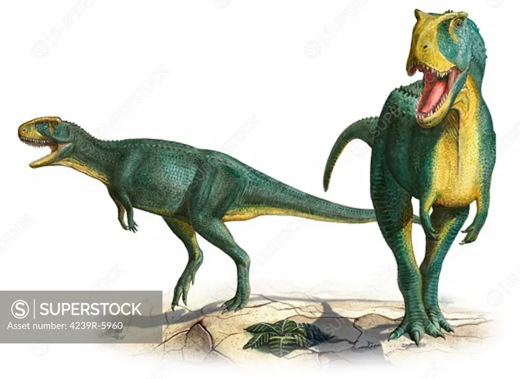 Rugops primus, a prehistoric era dinosaur.