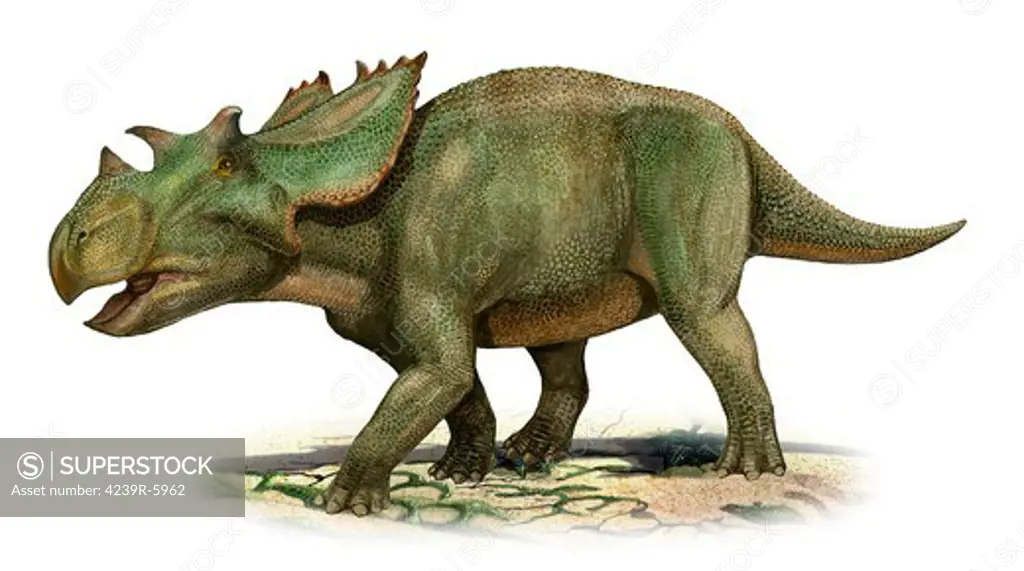 Utahceratops gettyi, a prehistoric era dinosaur.