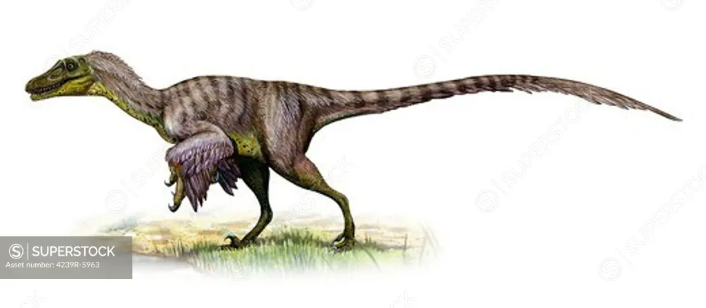 Velociraptor mongoliensis, a prehistoric era dinosaur.