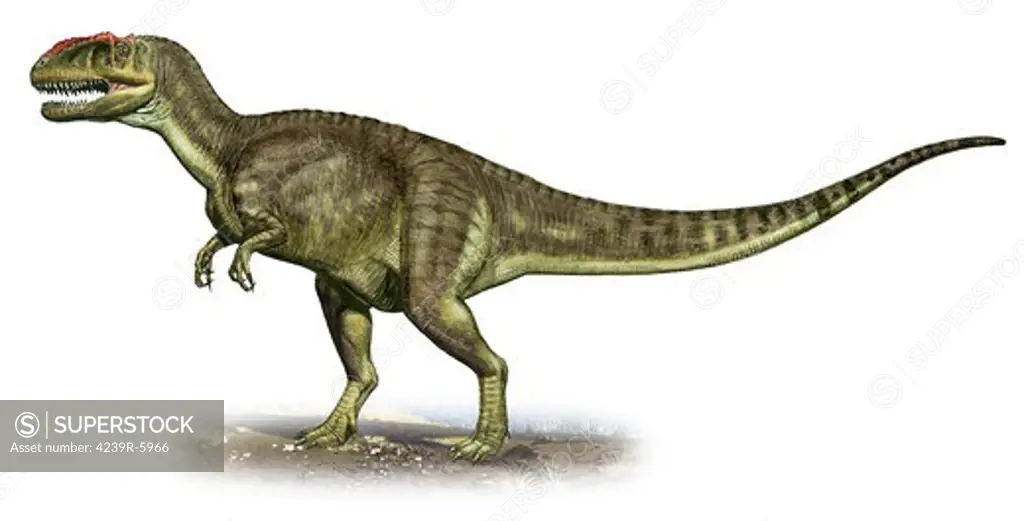 Yangchuanosaurus shangiouensis, a prehistoric era dinosaur.
