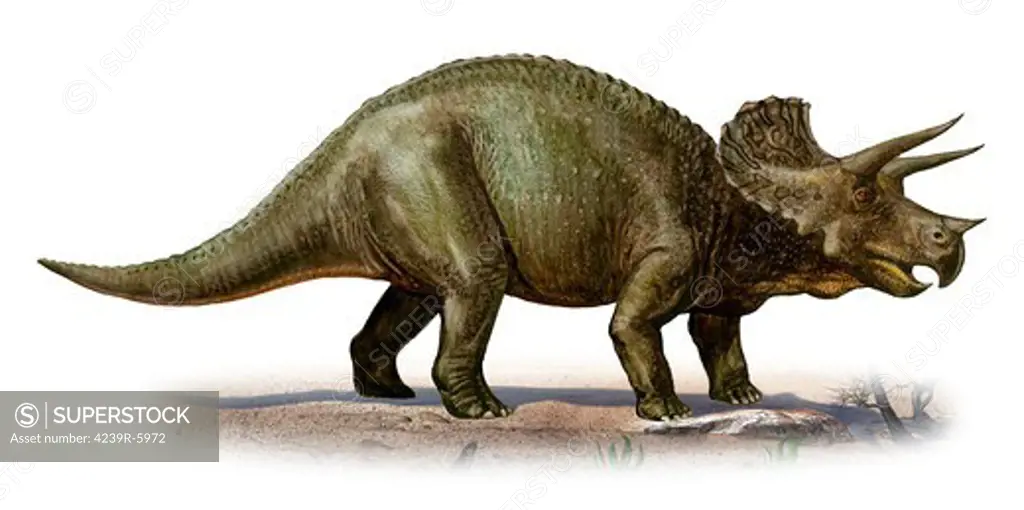 Triceratops prorsus, a prehistoric era dinosaur.
