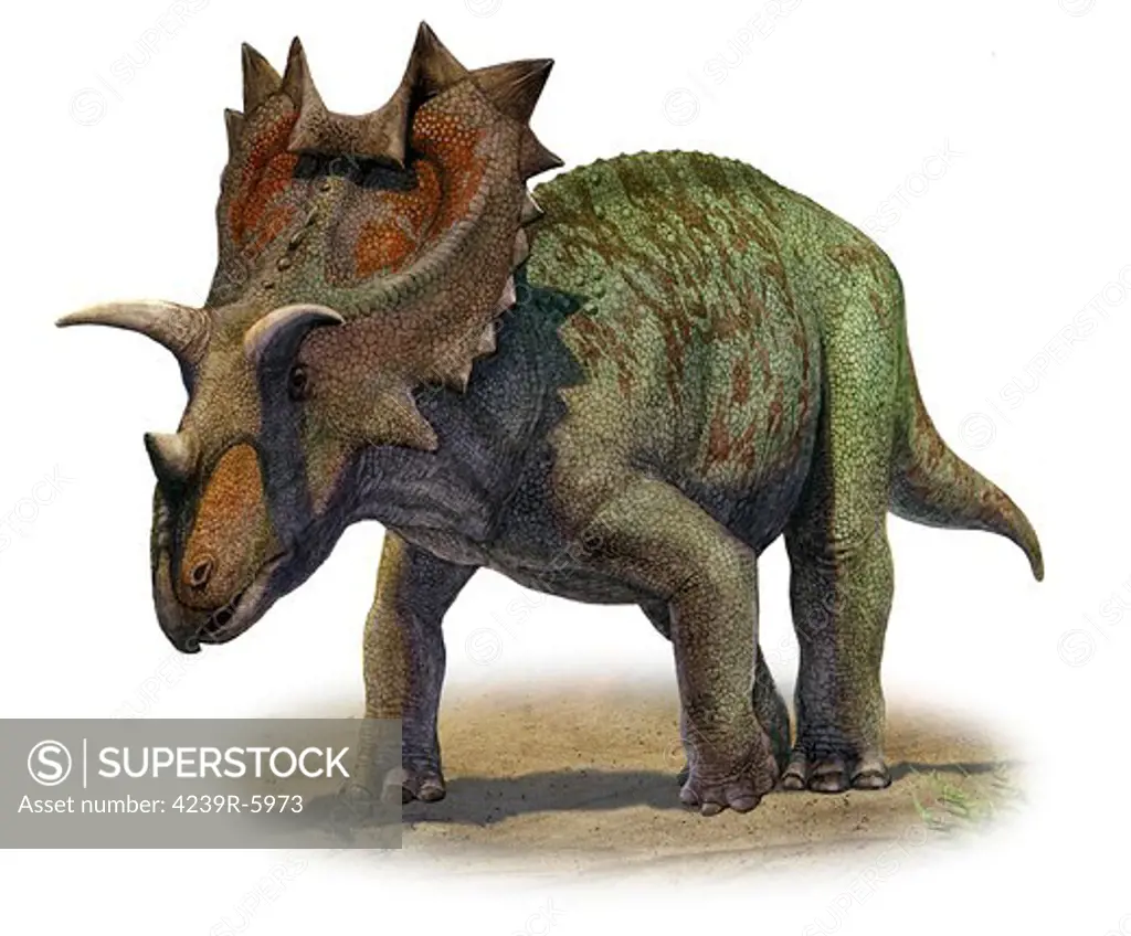Ceratops montanus, a prehistoric era dinosaur.