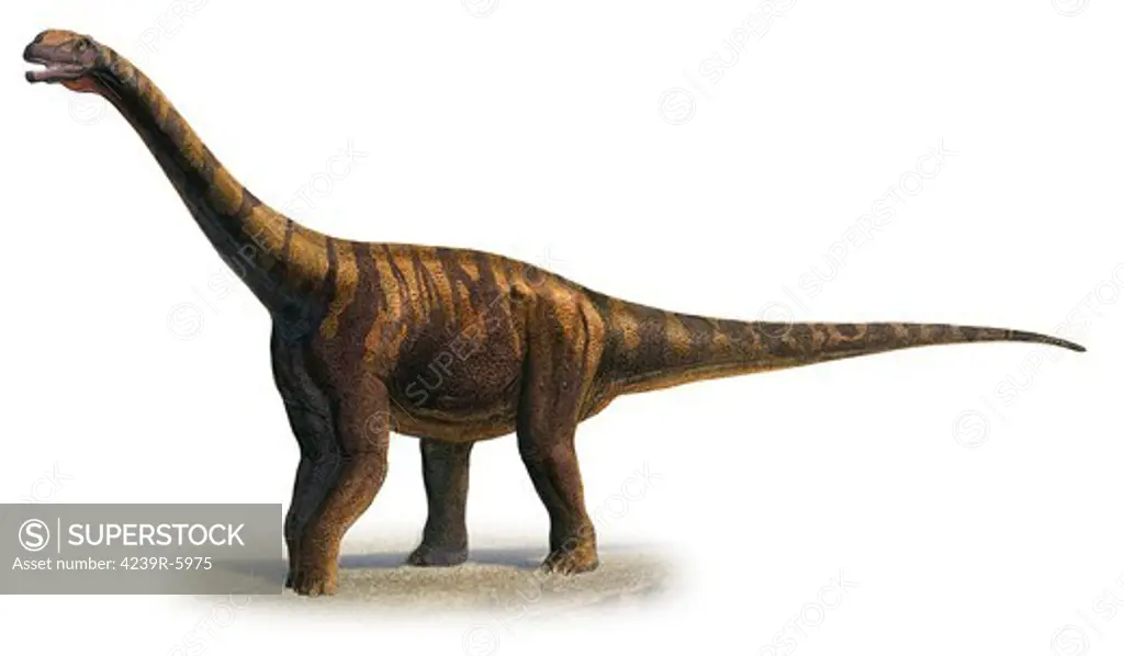 Abrosaurus dongpoi, a prehistoric era dinosaur.