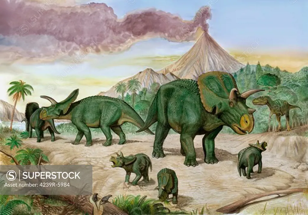 An Albertosaurus observes a family of Arrhinoceratops.