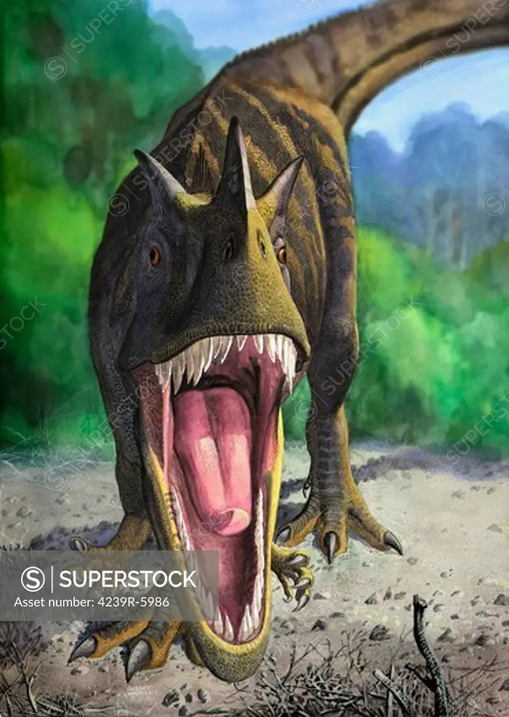 An angry Ceratosaurus dentisulcatus dinosaur shows its fierce teeth.