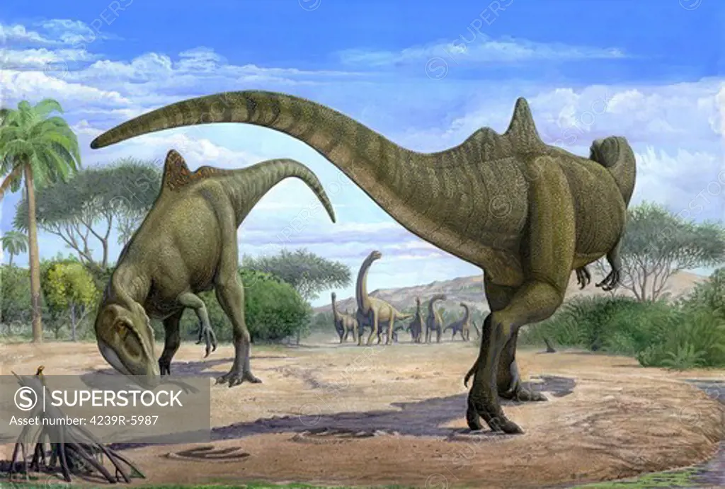The wedding ceremony between two Concatenator corcovatus dinosaurs.
