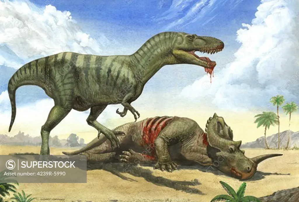 A Gorgosaurus libratus stands over the dead body of a Centrosaurus.