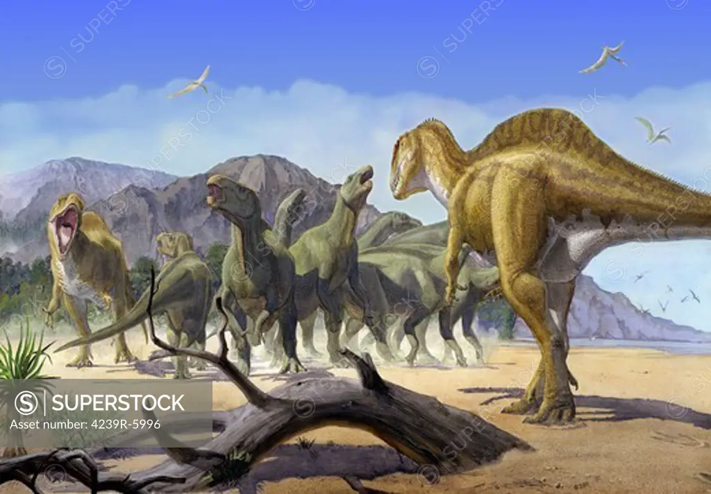 Altispinax dunkeri dinosaurs attack a group of Iguanodon.