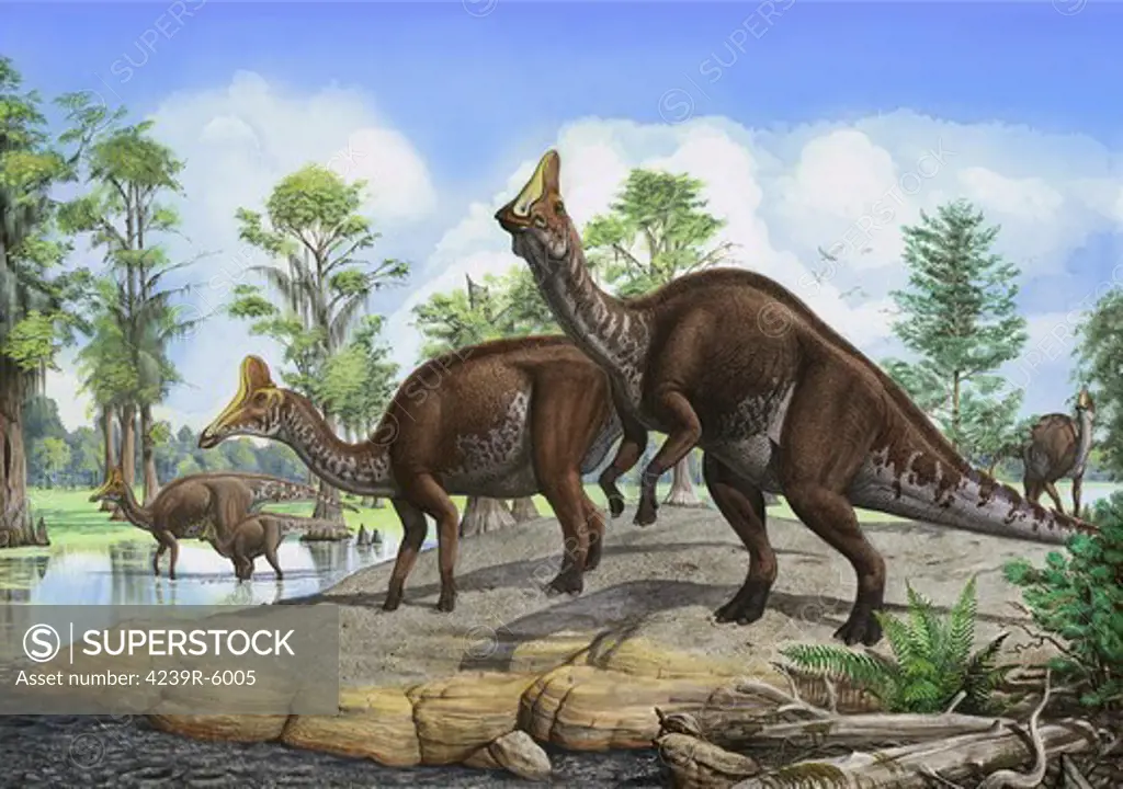 Amurosaurus riabinini dinosaurs grazing in prehistoric wetlands.
