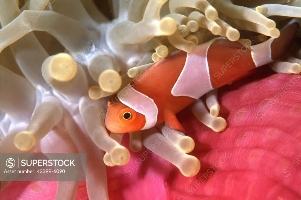 Clownfish in sea anemone, Indonesia.