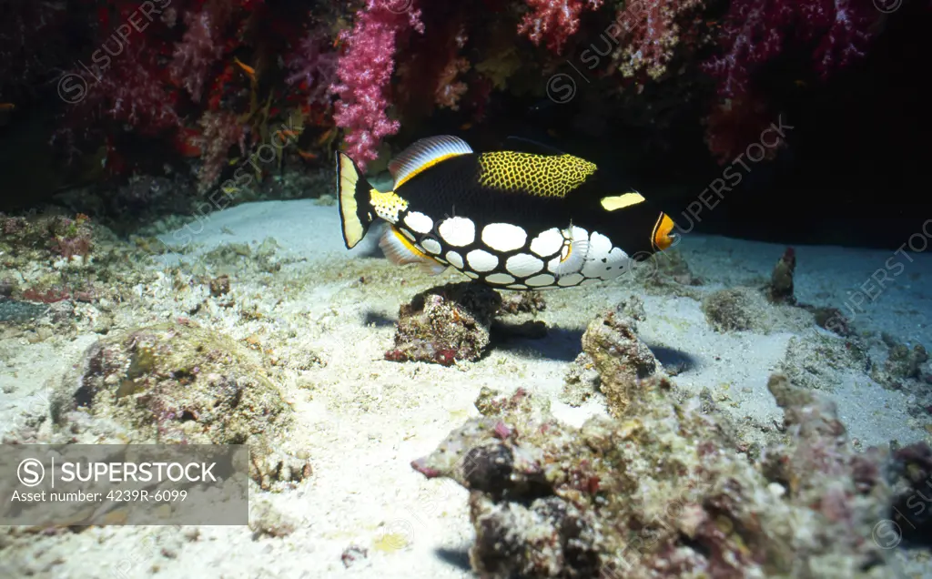 Clown triggerfish, Thailand.