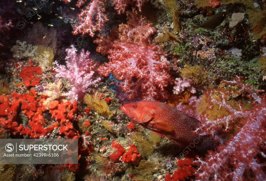 Coral grouper, Fiji.