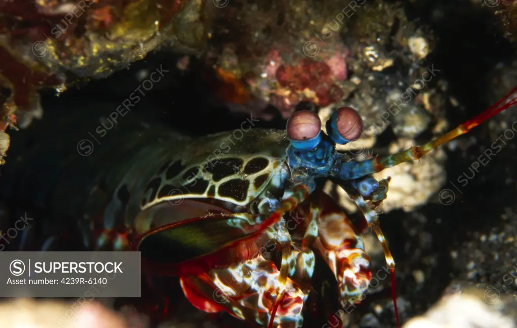 Mantis shrimp, Indonesia.