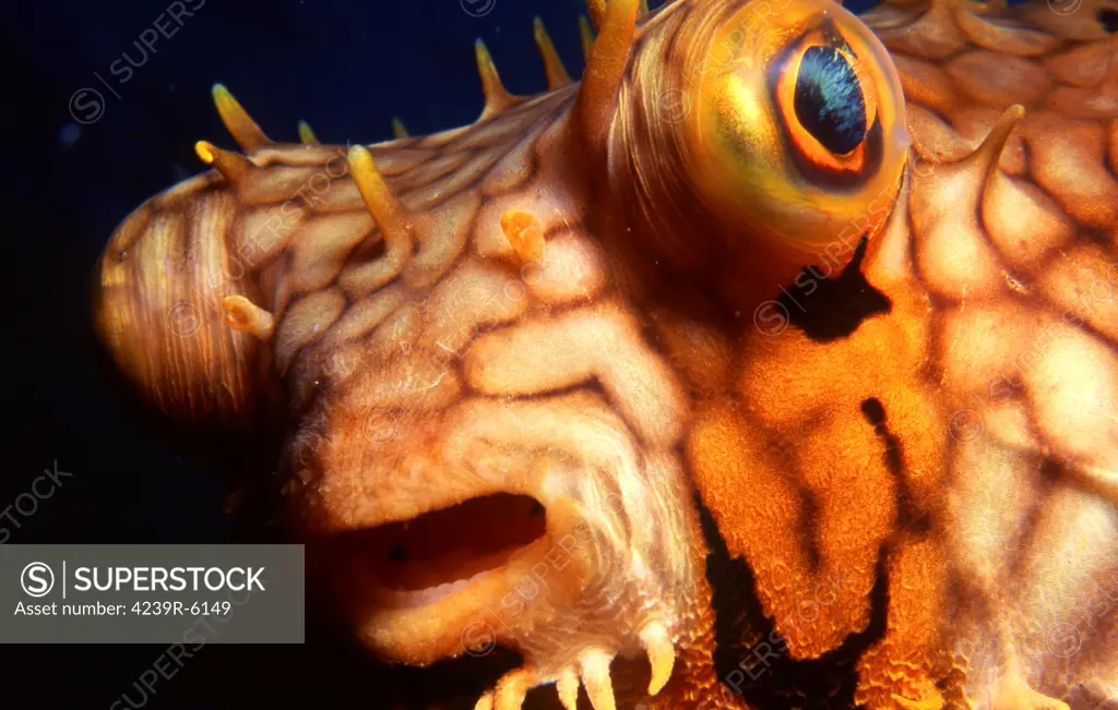 Close-up of a pufferfish face, Bonaire, Netherlands Antilles.