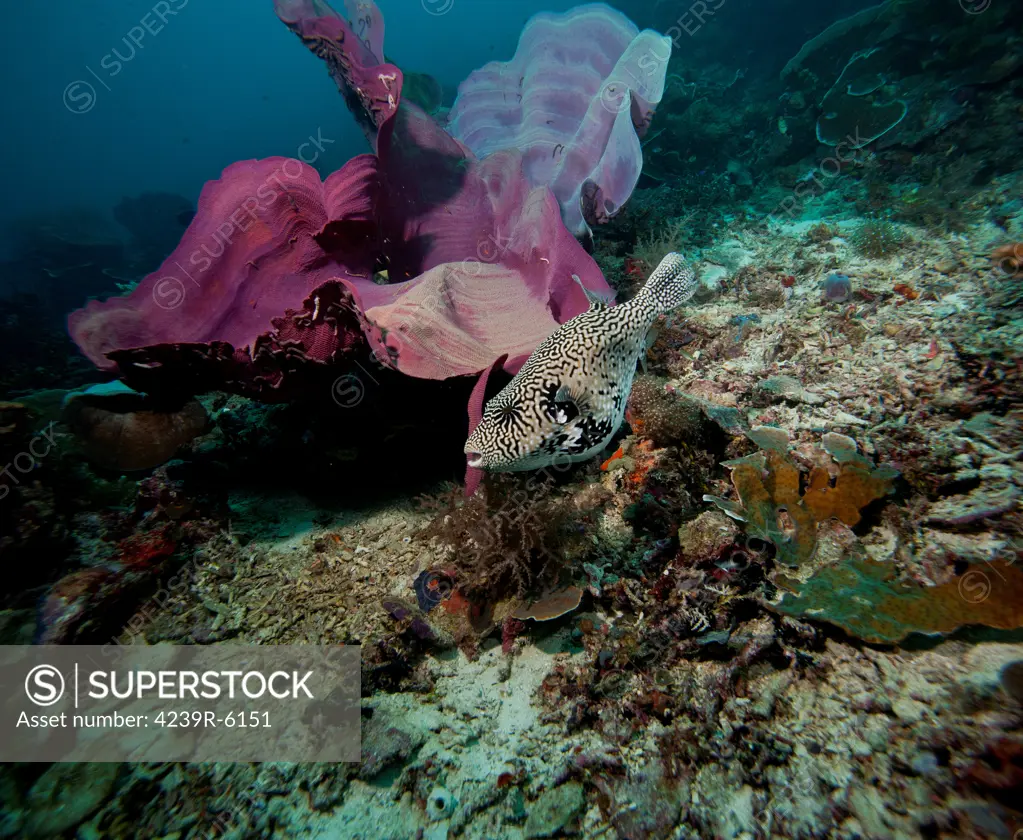 Pufferfish, Raja Ampat, Indonesia.